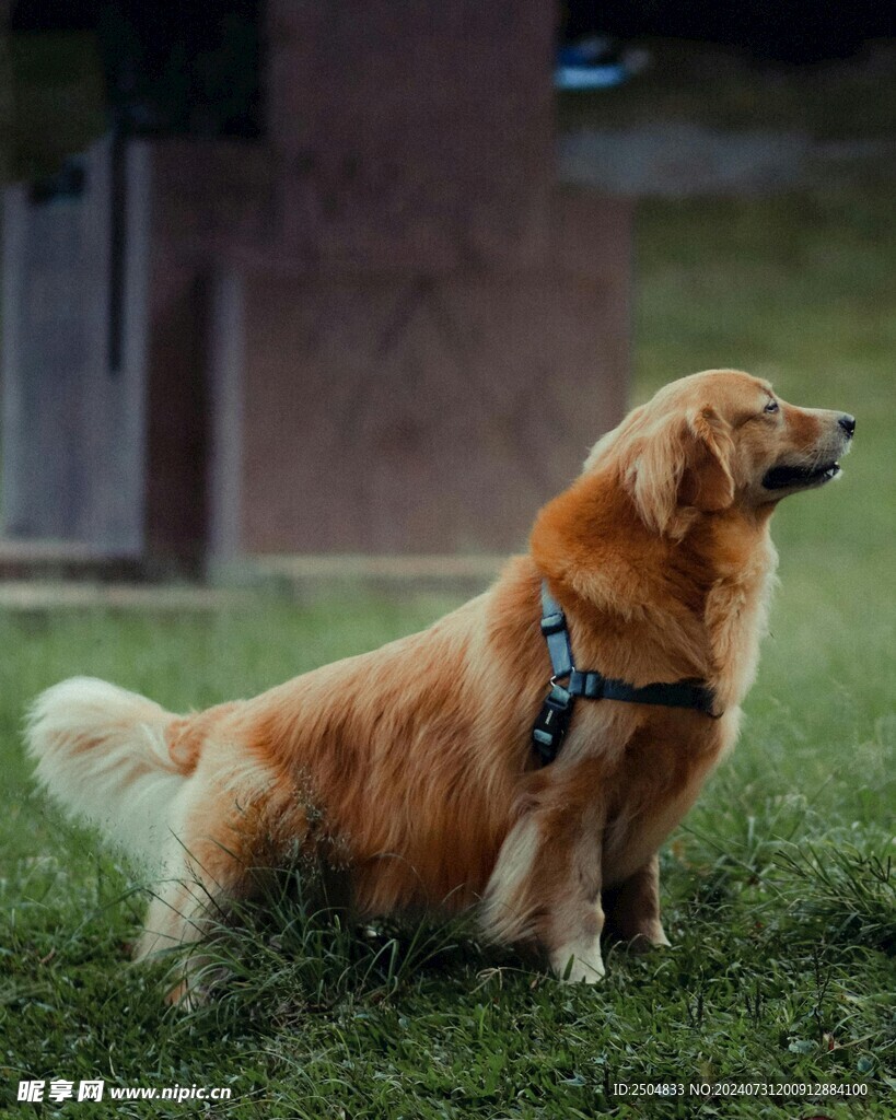 狗