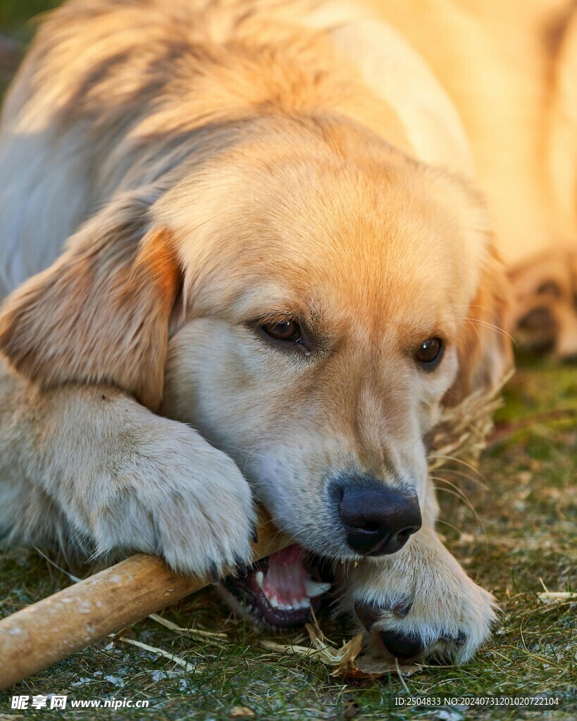 狗