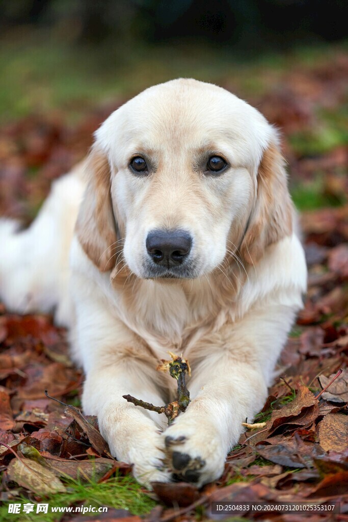 狗