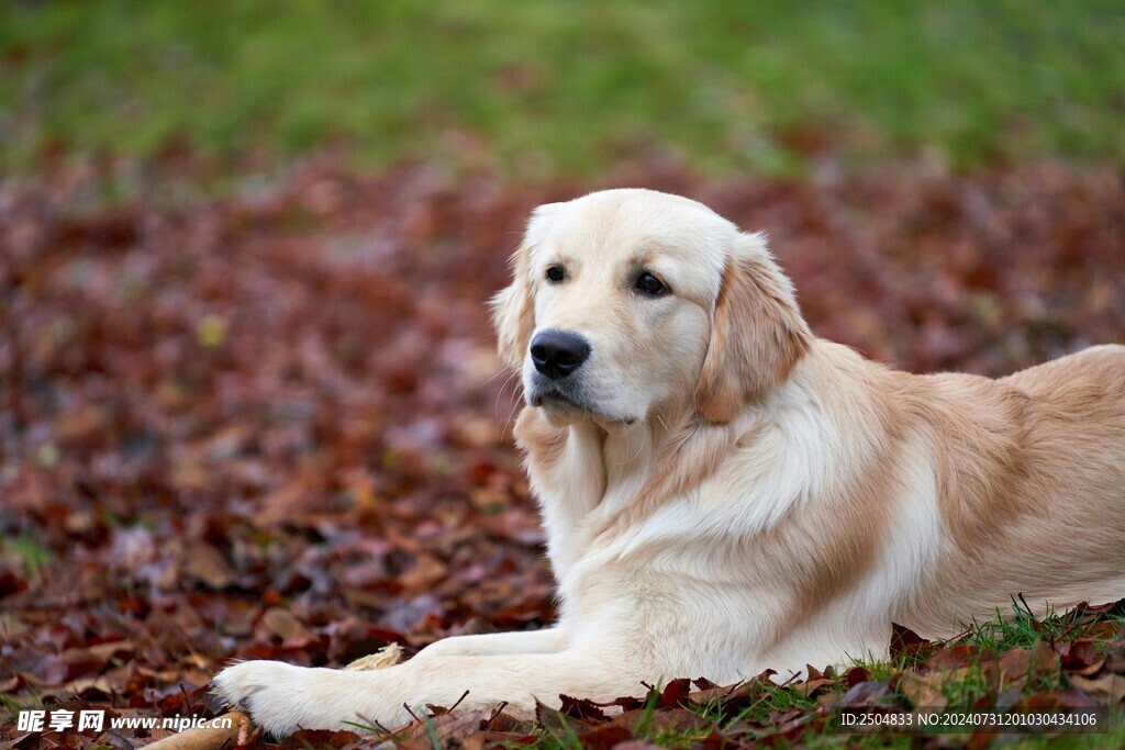 狗