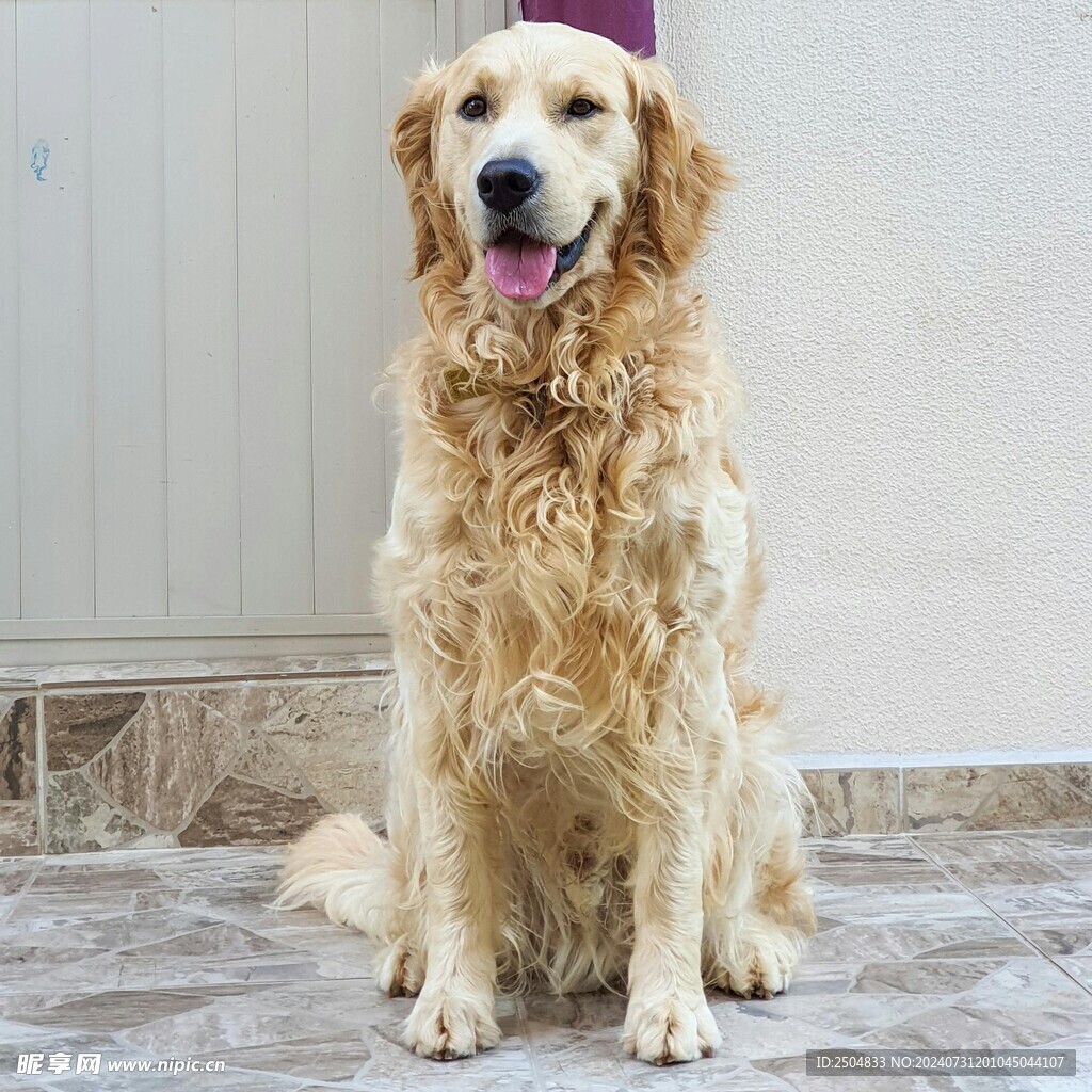 狗