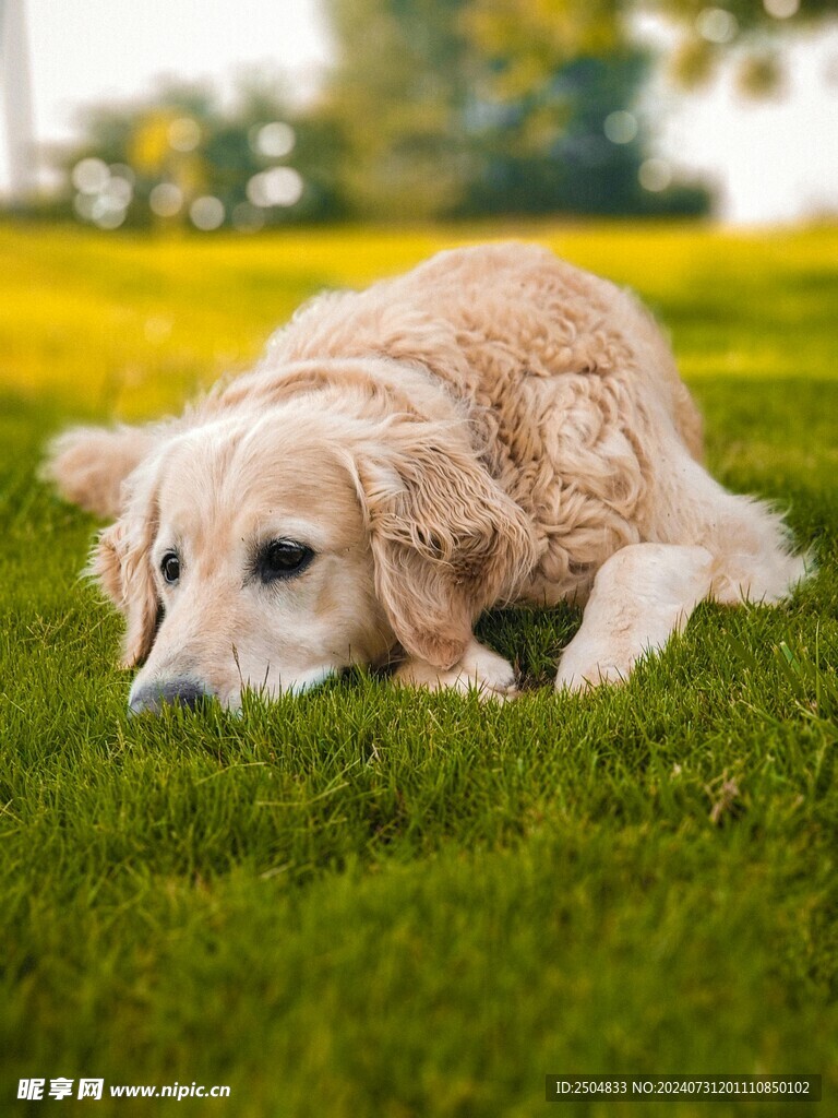 狗