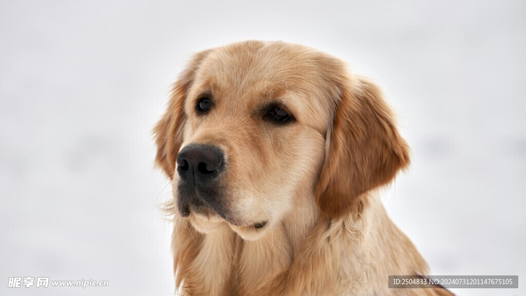 狗