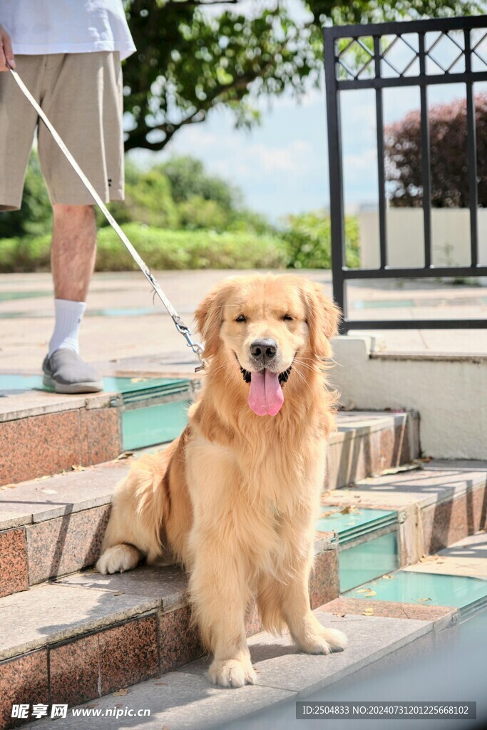 狗