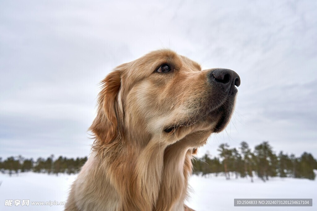 狗