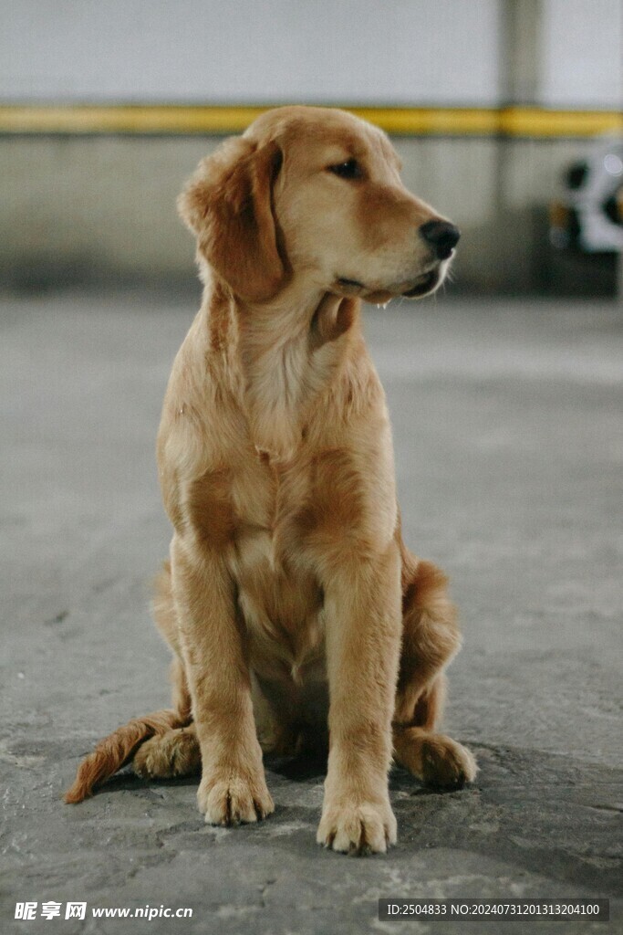狗