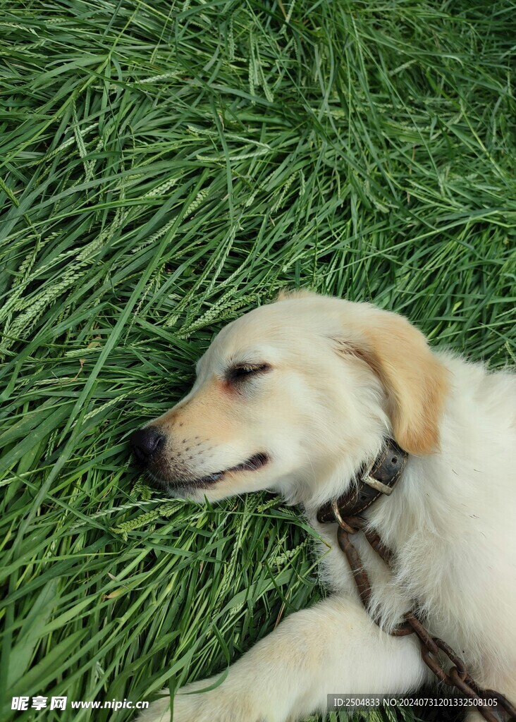 狗