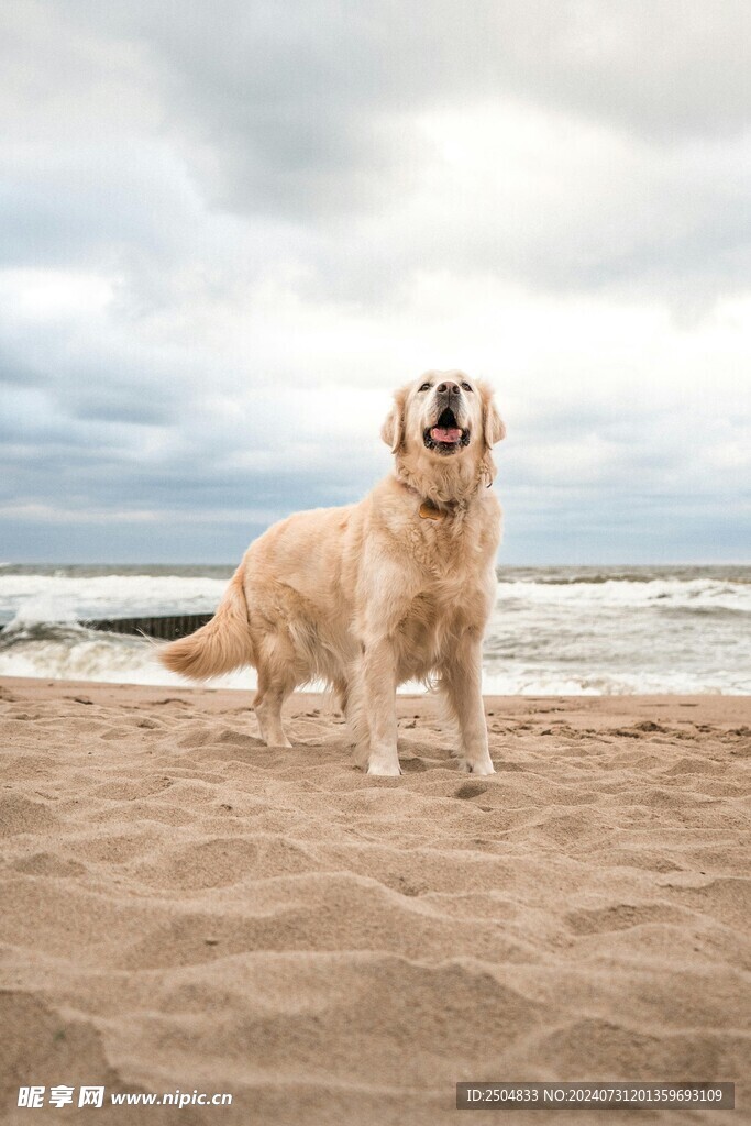 狗