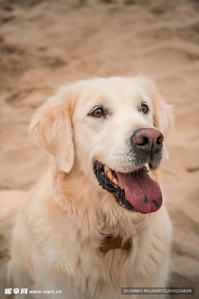 狗