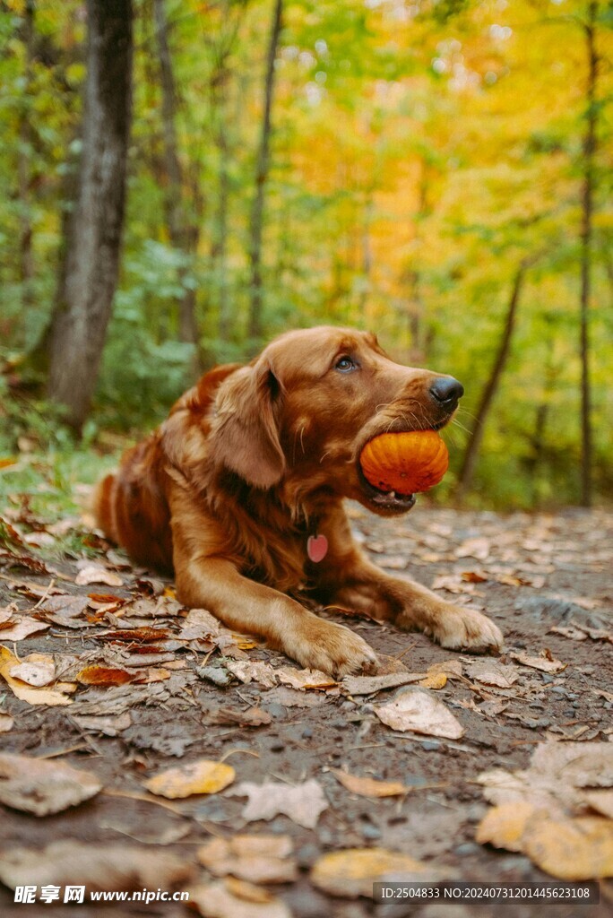 狗