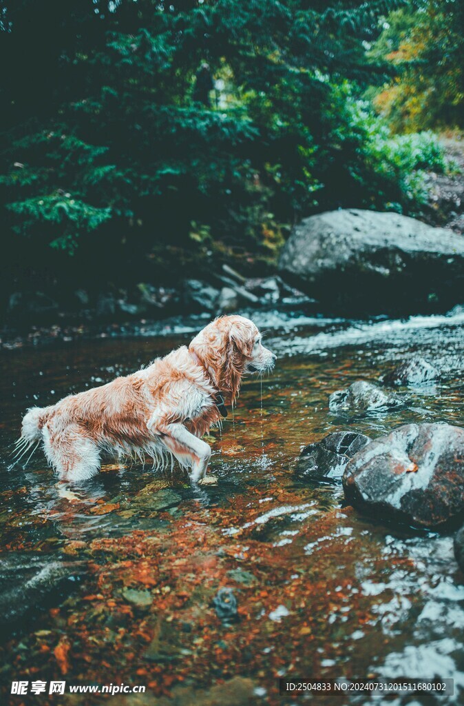 狗