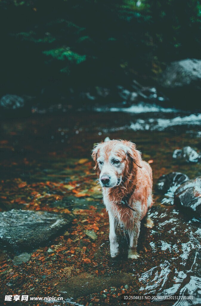 狗
