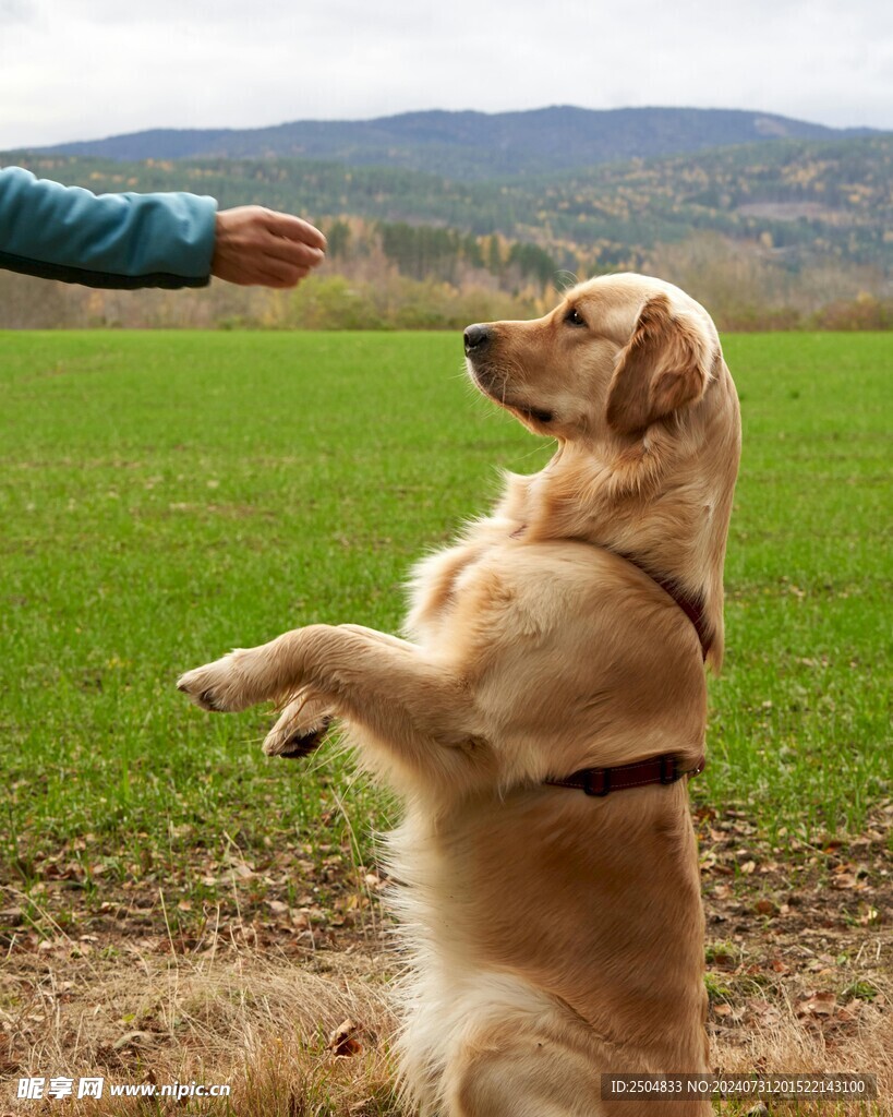 狗