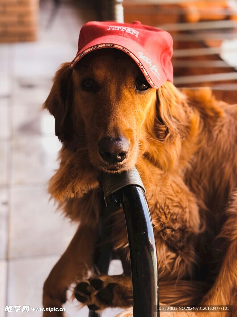 狗