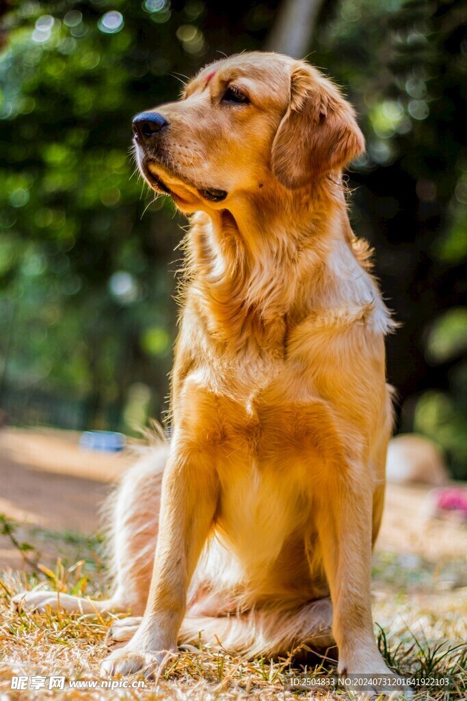 狗
