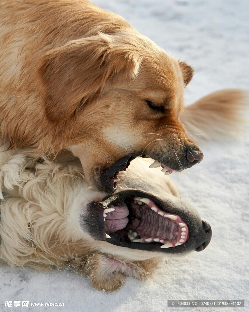 狗