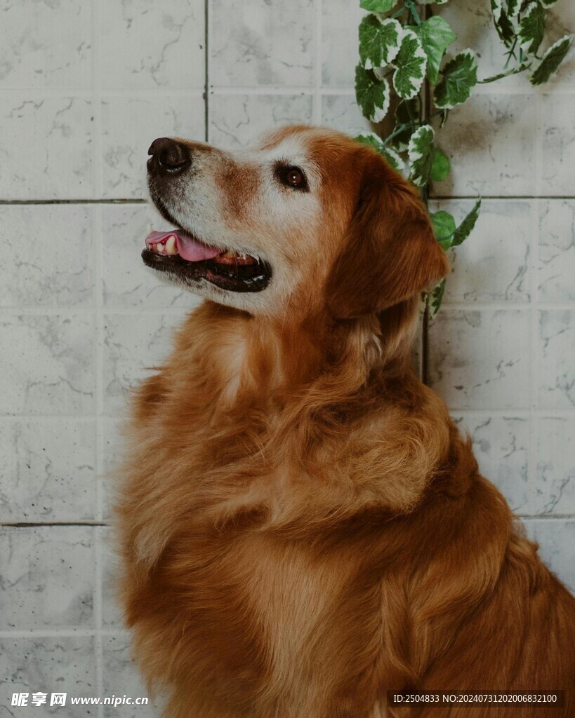 狗