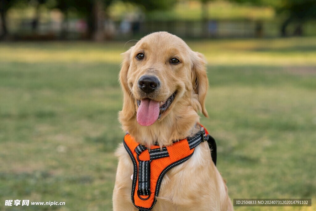 狗