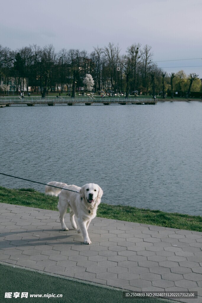 狗