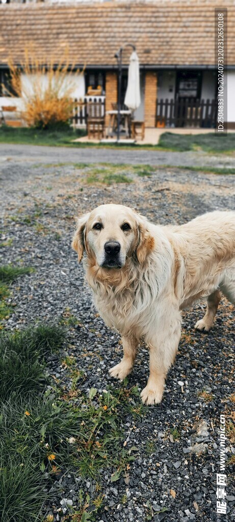 狗