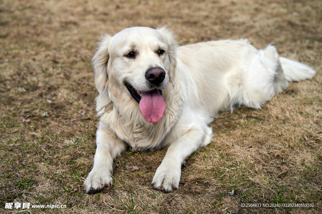狗
