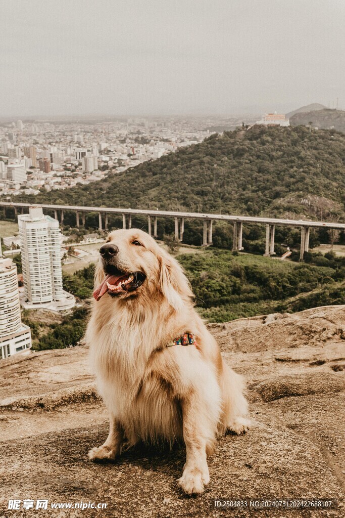 狗