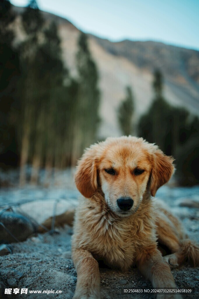 狗