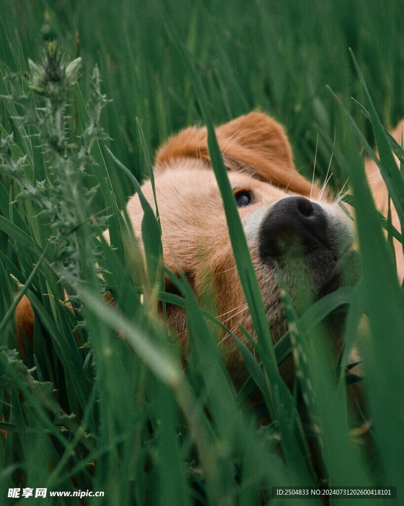 狗