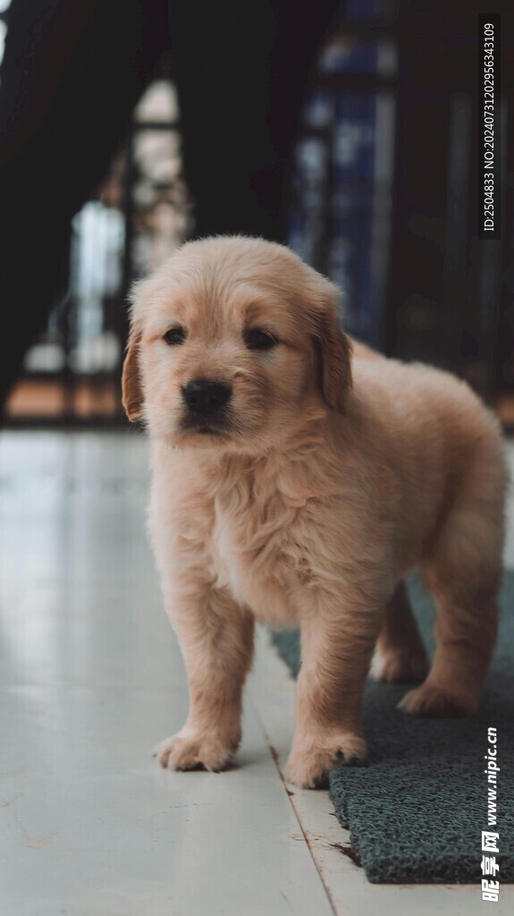 狗