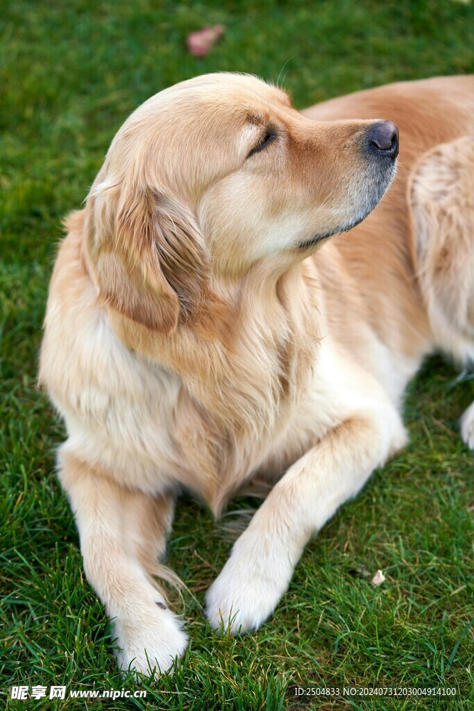 狗