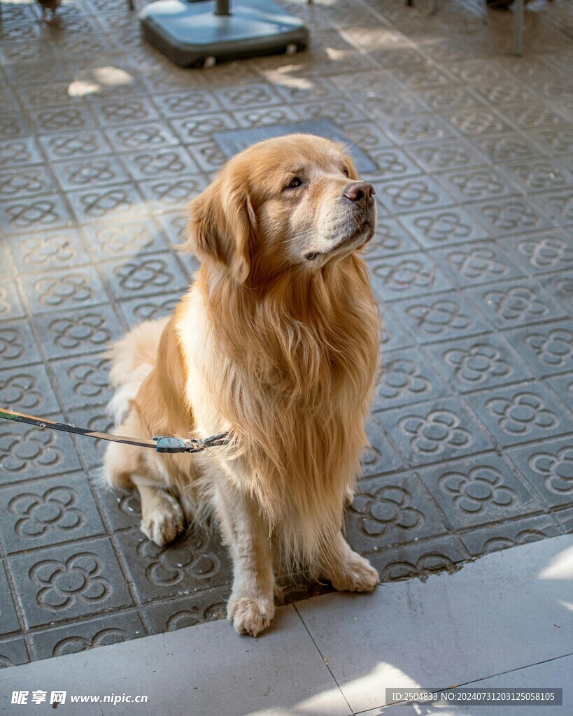 狗