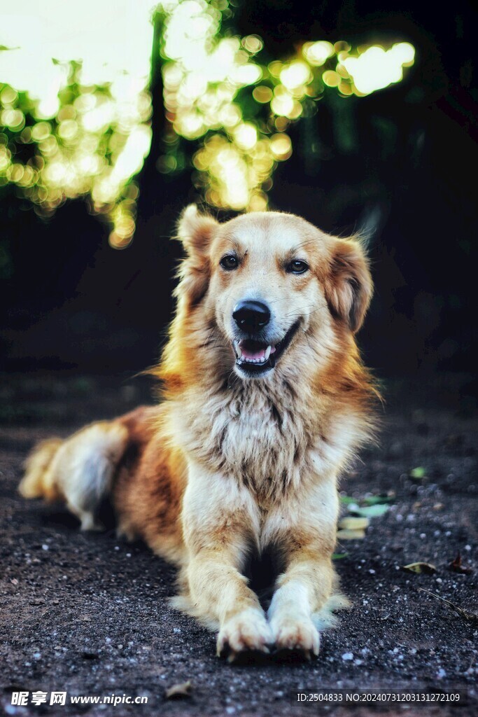 狗