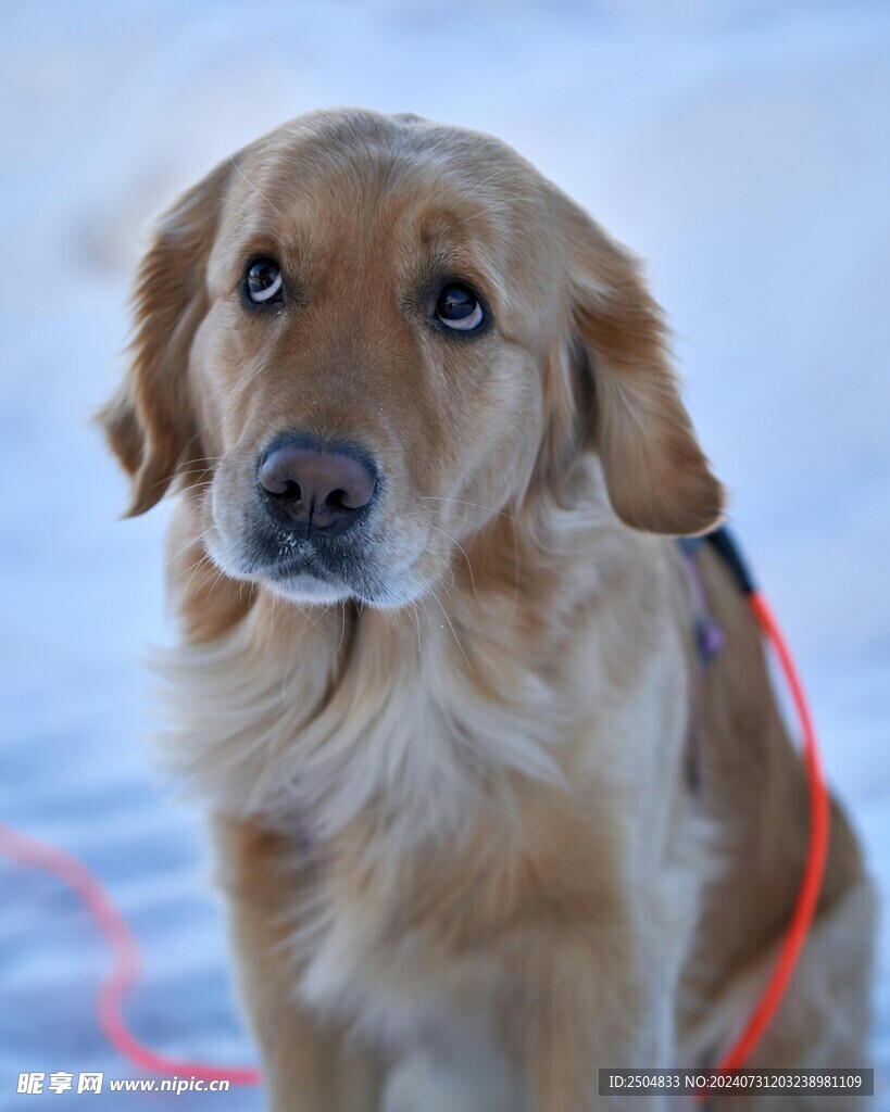 狗