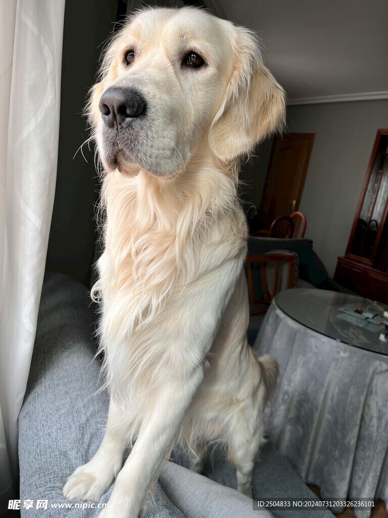 狗