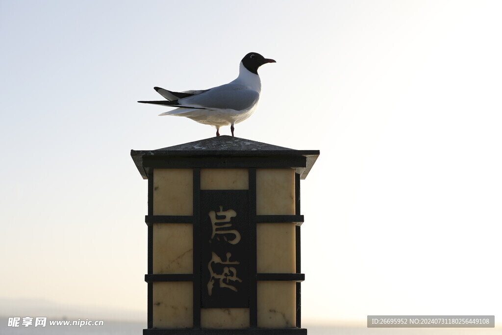 乌海湖红嘴鸥