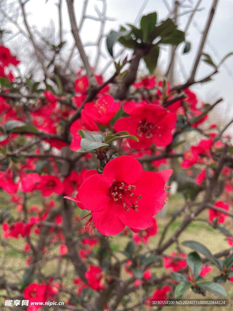 海棠花图片