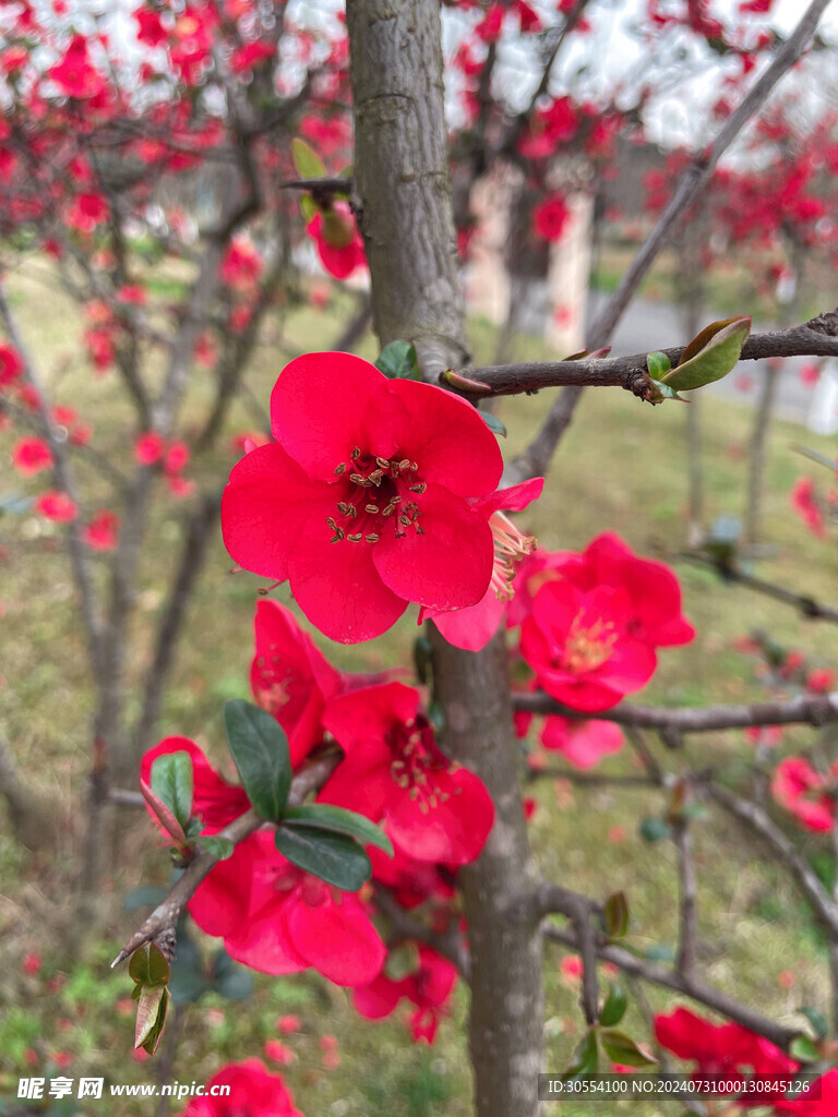  海棠花图片