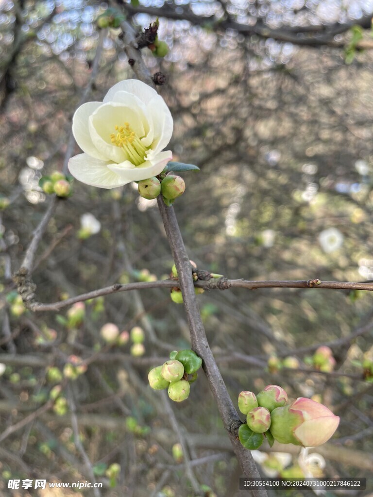  海棠花图片