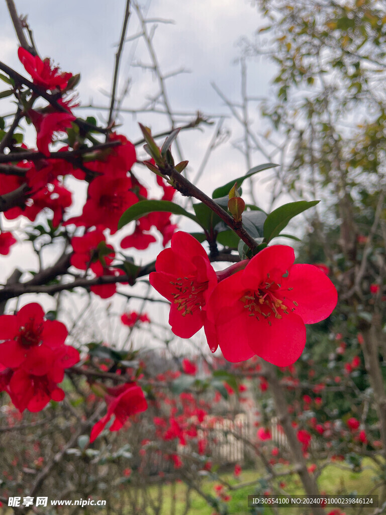 海棠花图片