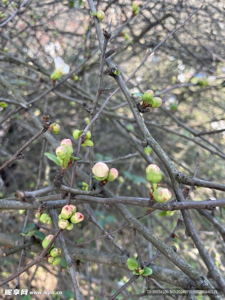 海棠花图片