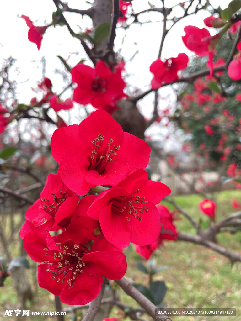 海棠花图片