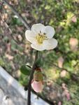 海棠花图片