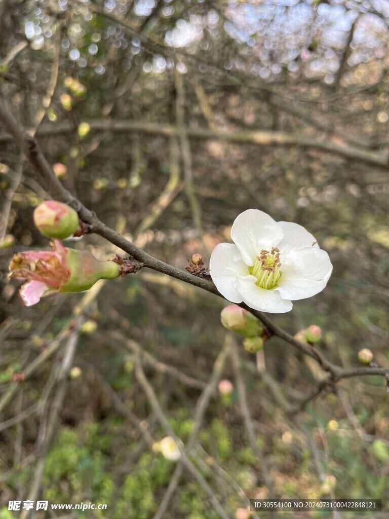 海棠花图片