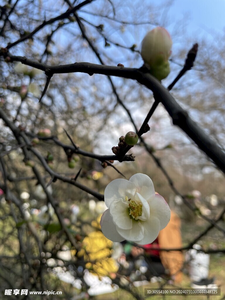 海棠花图片