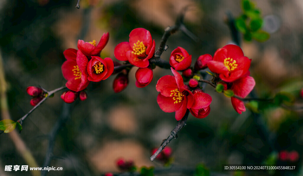 海棠花图片