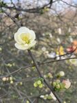 海棠花图片