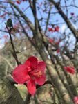  海棠花图片