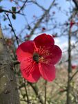 海棠花图片