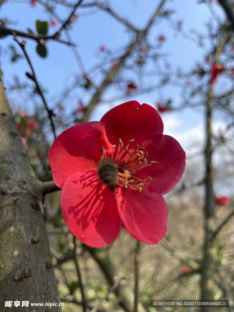 海棠花图片