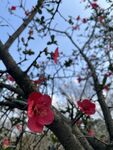  海棠花图片